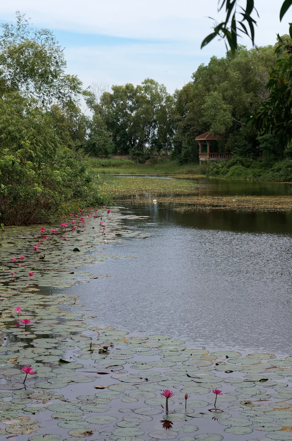 Quiet pond in the Choeung Ek memorial grounds